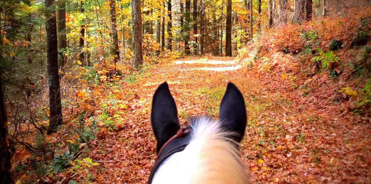 Explore the Gorge with 4 Hooves on the Ground