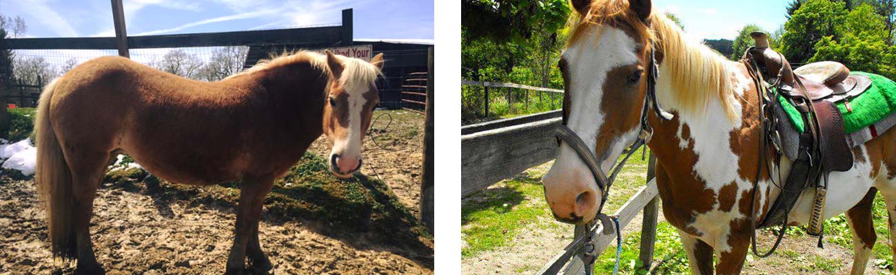 Two horses used for different levels of riding, beginning and expert, at Equestrian Adventures in Cunard, West Virginia.