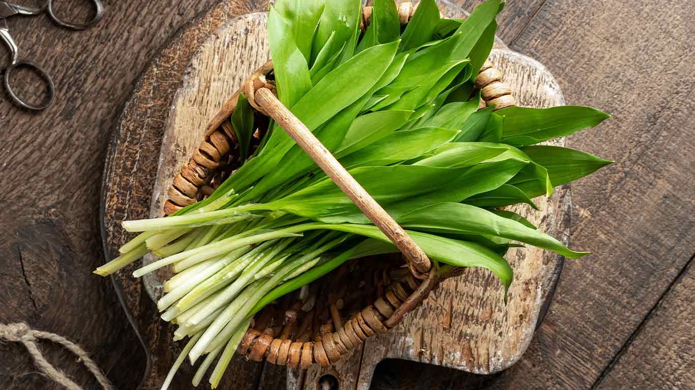 Wild leeks in a basket