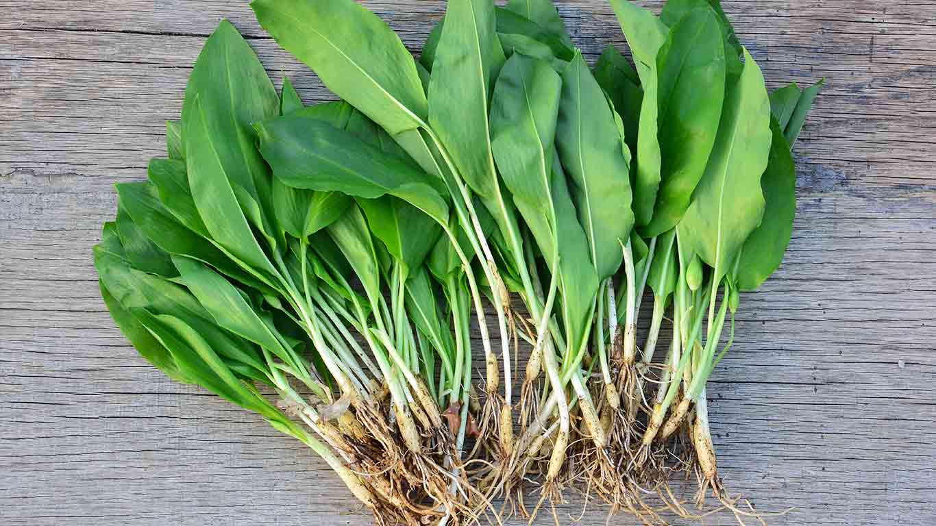 Bundle of wild leeks